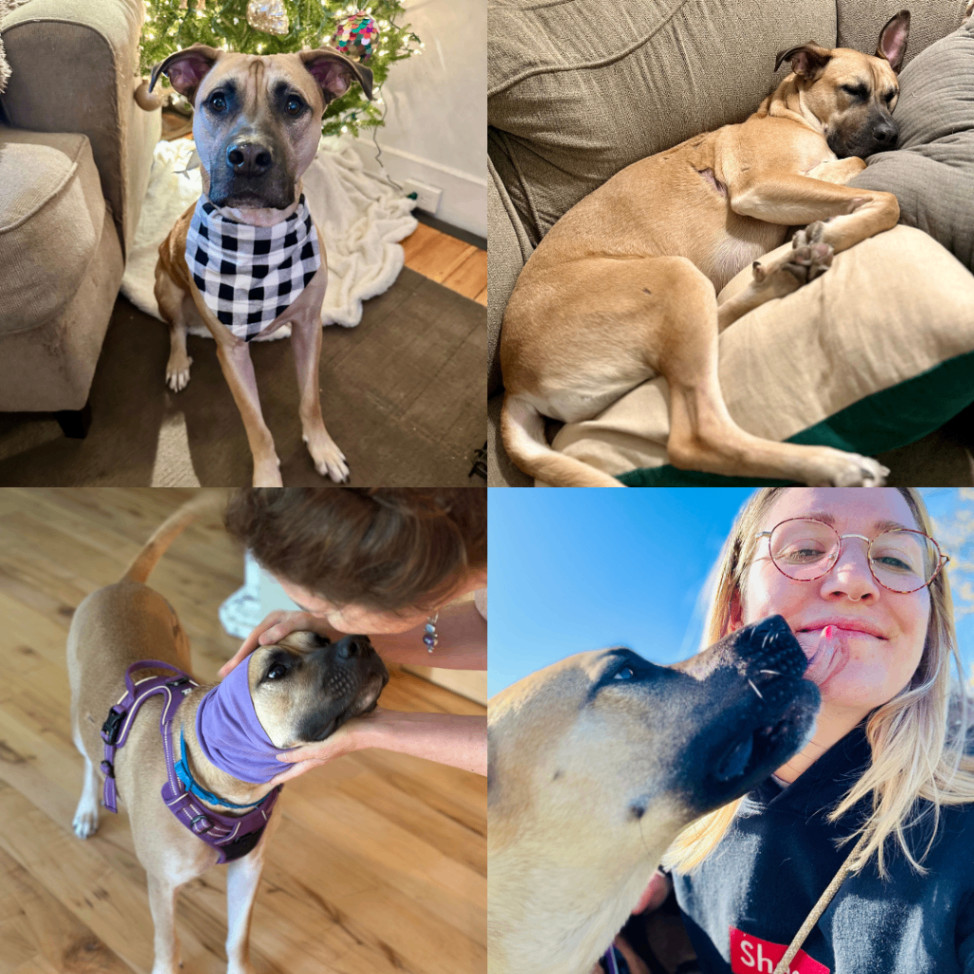 Stella, a Adopted Black Mouth Cur in Merrimac, MA image 4/5