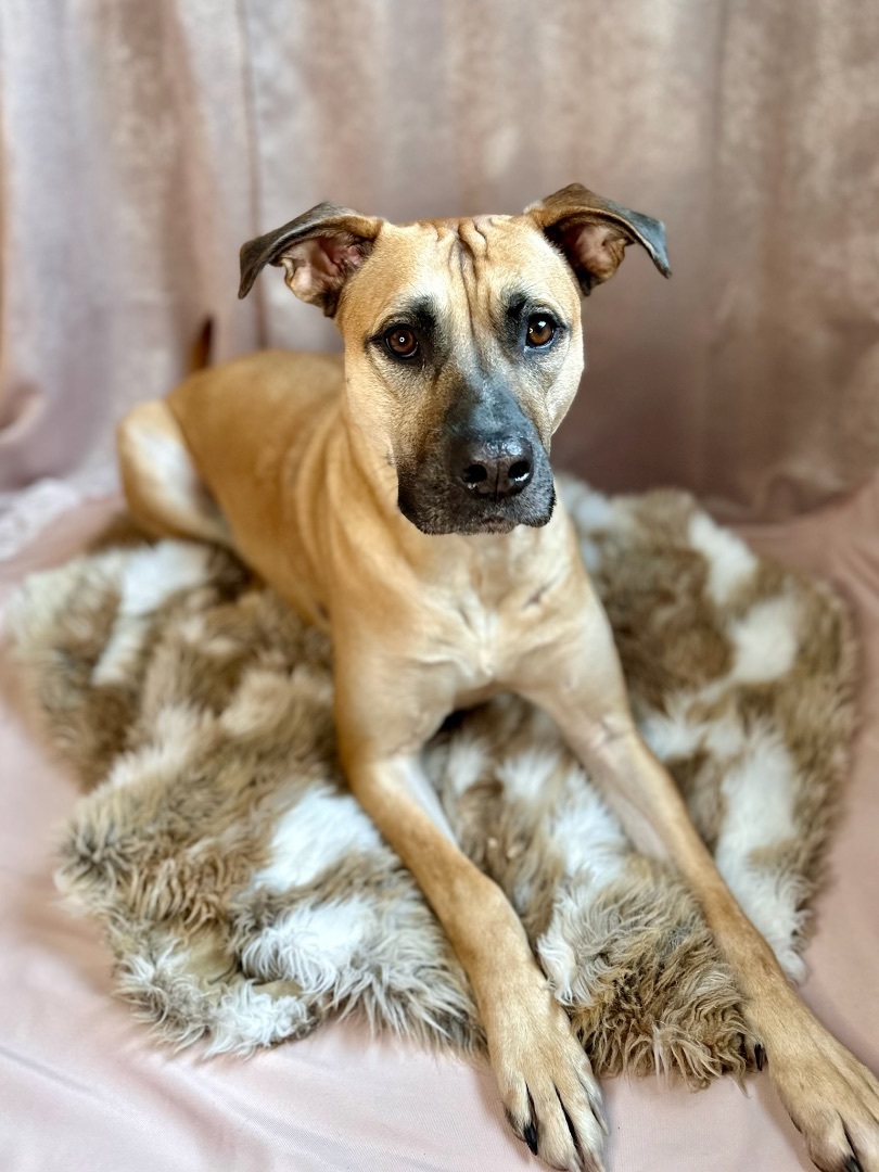 Stella, a Adopted Black Mouth Cur in Merrimac, MA image 5/5
