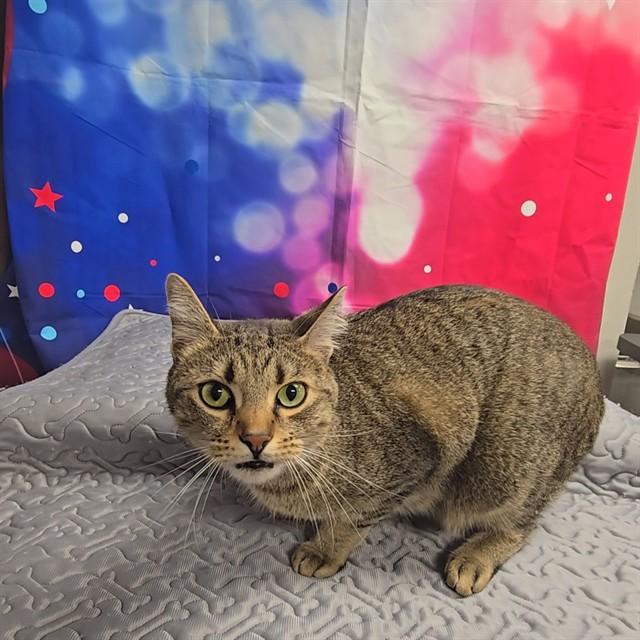 RASMUS, Adoptable, Young Male Domestic Short Hair.