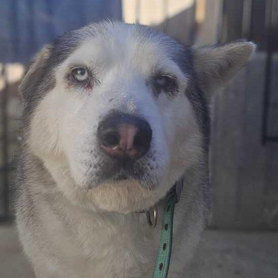 Enlarge Raja, a ADOPTABLE mixed breed in San Rafael, CA image 1/6