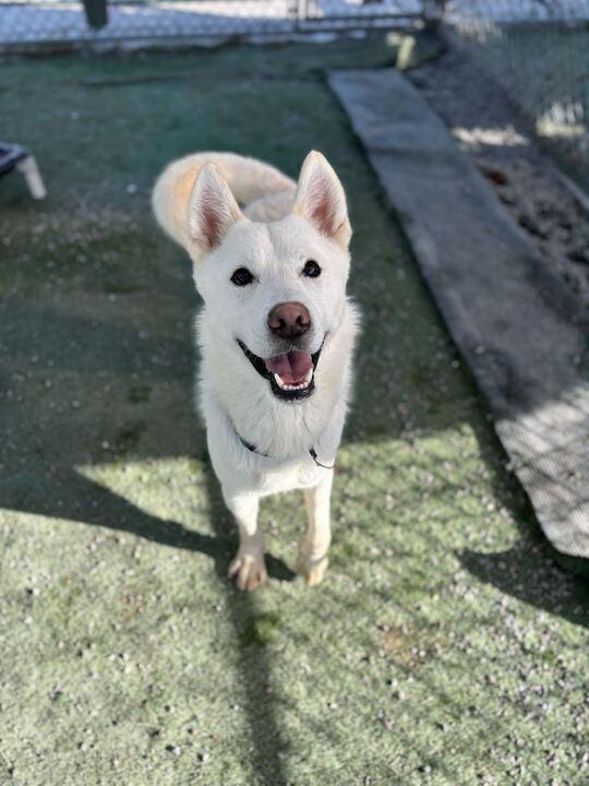 Enlarge Raja, a ADOPTABLE mixed breed in San Rafael, CA image 2/6