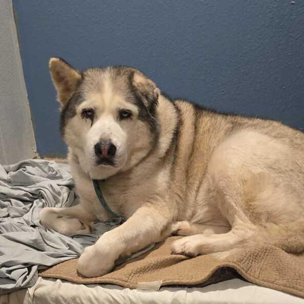 Enlarge Raja, a ADOPTABLE mixed breed in San Rafael, CA image 3/6