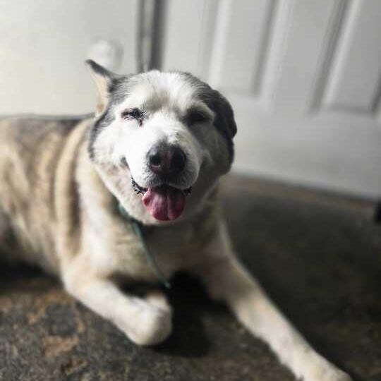 Raja, Adoptable, Senior Male Siberian Husky & Labrador Retriever.