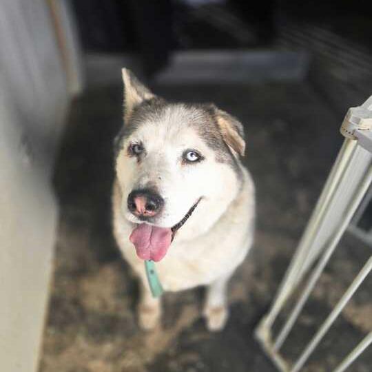 Enlarge Raja, a ADOPTABLE mixed breed in San Rafael, CA image 5/6