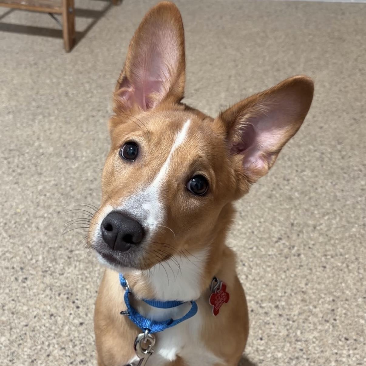 Georgia, ADOPTABLE, Young Female Shepherd.