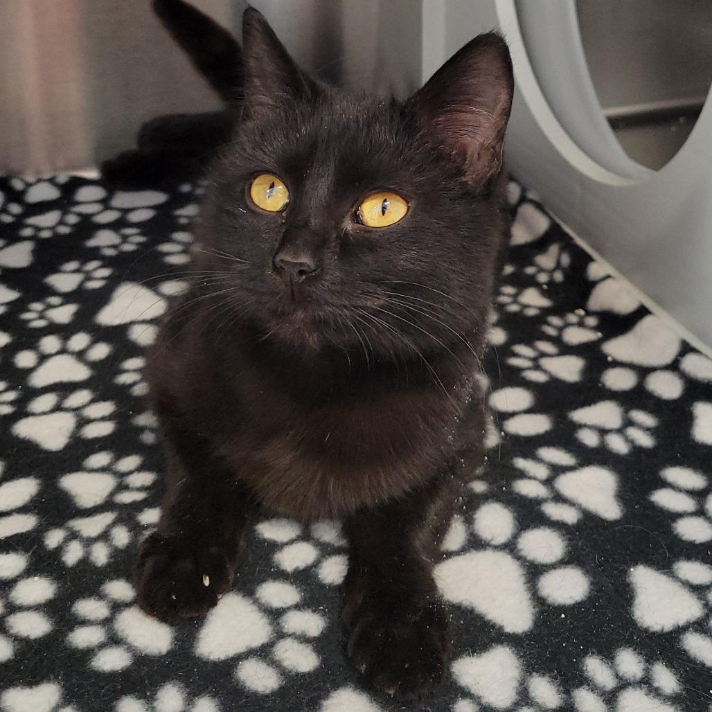 Enlarge Eloise, a Adoptable Domestic Short Hair in Nashville, IN image 1/6