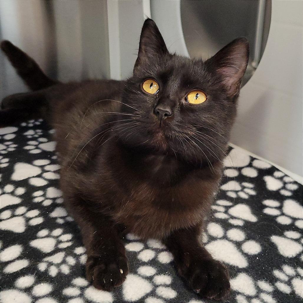 Enlarge Eloise, a Adoptable Domestic Short Hair in Nashville, IN image 2/6