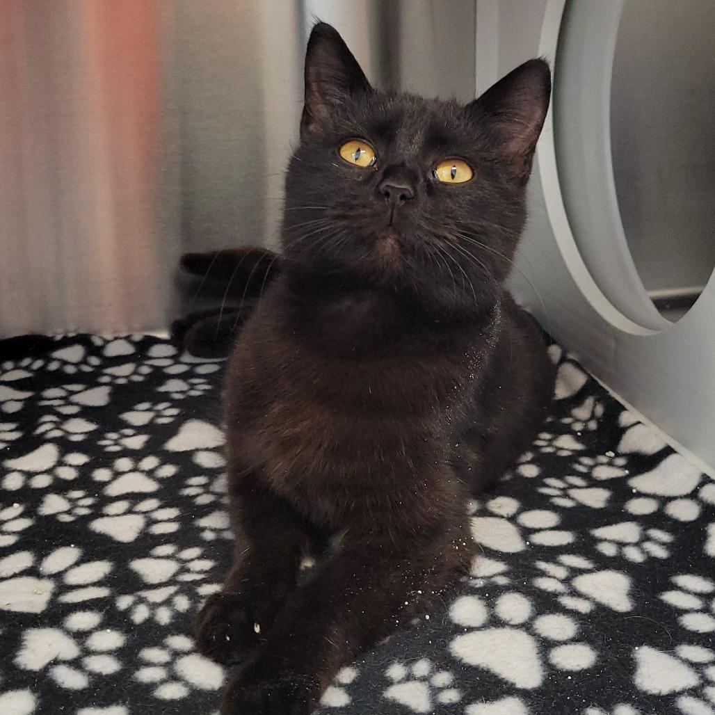 Enlarge Eloise, a Adoptable Domestic Short Hair in Nashville, IN image 3/6