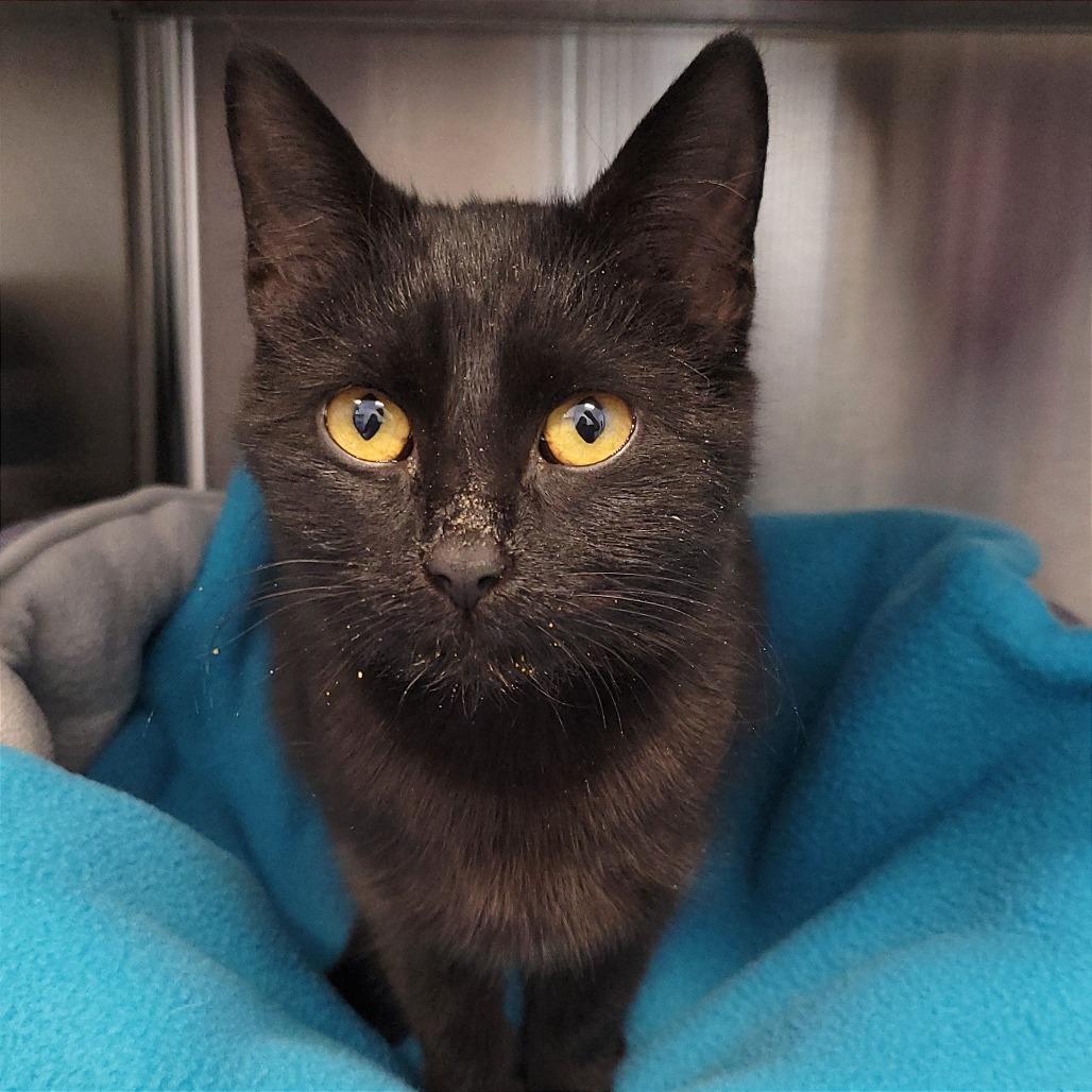 Enlarge Eloise, a Adoptable Domestic Short Hair in Nashville, IN image 5/6