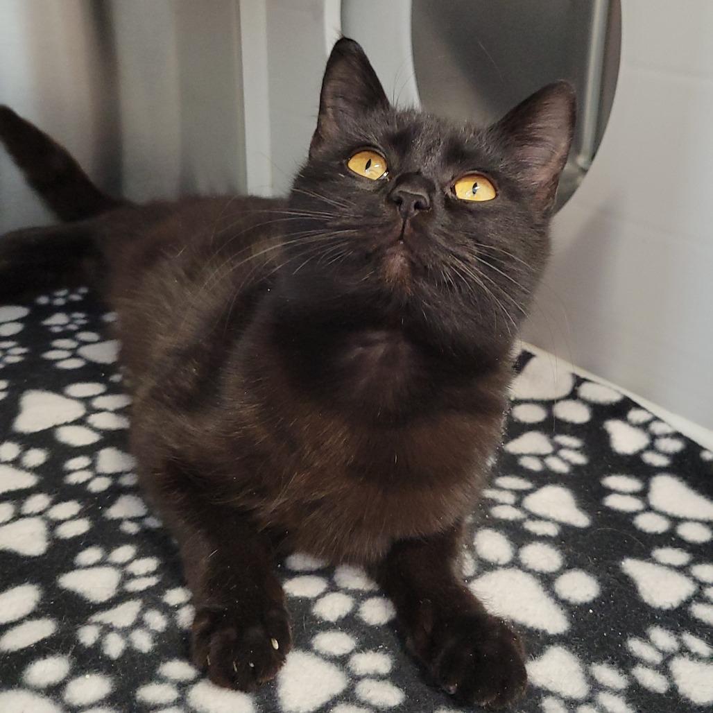 Enlarge Eloise, a Adoptable Domestic Short Hair in Nashville, IN image 6/6