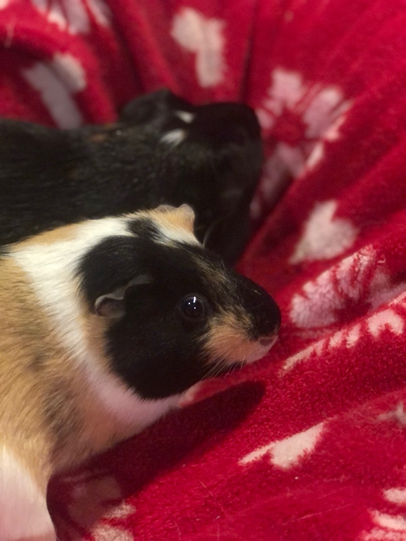 Chip & Dale *Bonded Pair*, Adoptable, Young Male Guinea Pig.