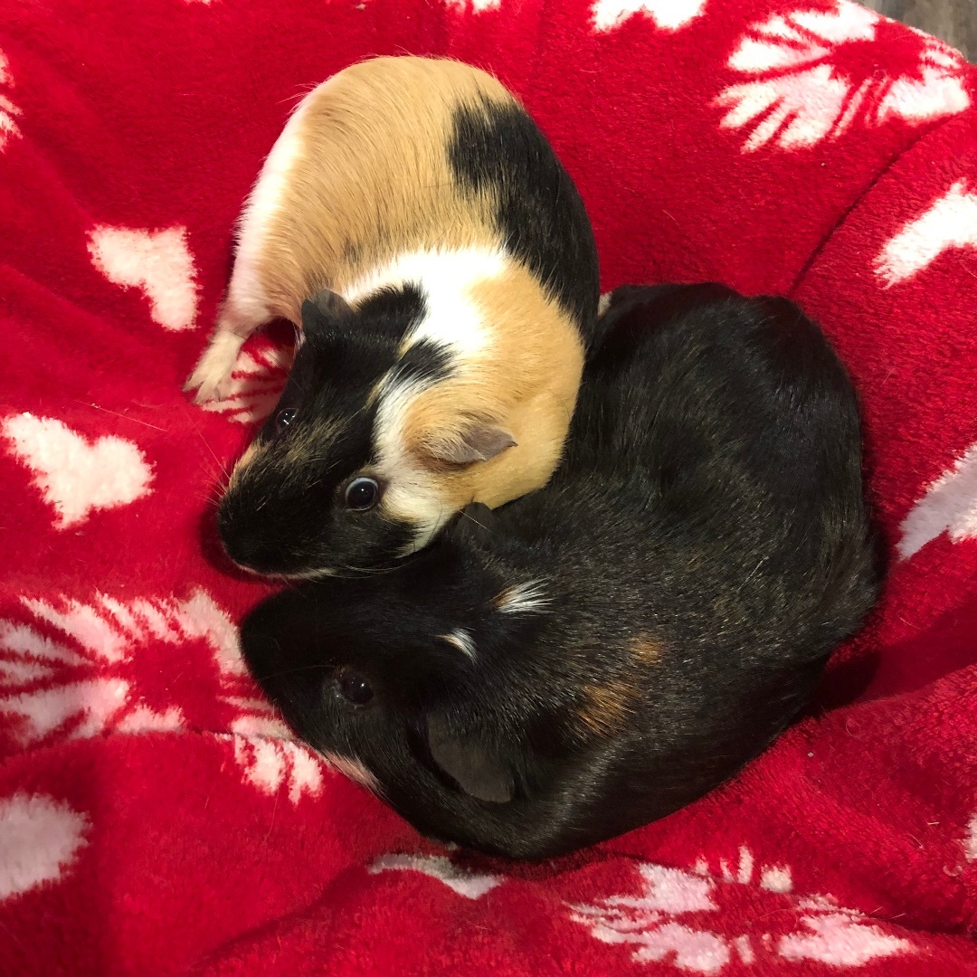 Enlarge Chip & Dale *Bonded Pair*, a Adoptable Guinea Pig in Puyallup, WA image 2/6