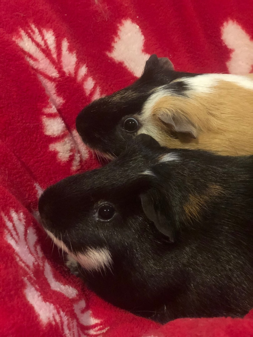 Enlarge Chip & Dale *Bonded Pair*, a Adoptable Guinea Pig in Puyallup, WA image 3/6