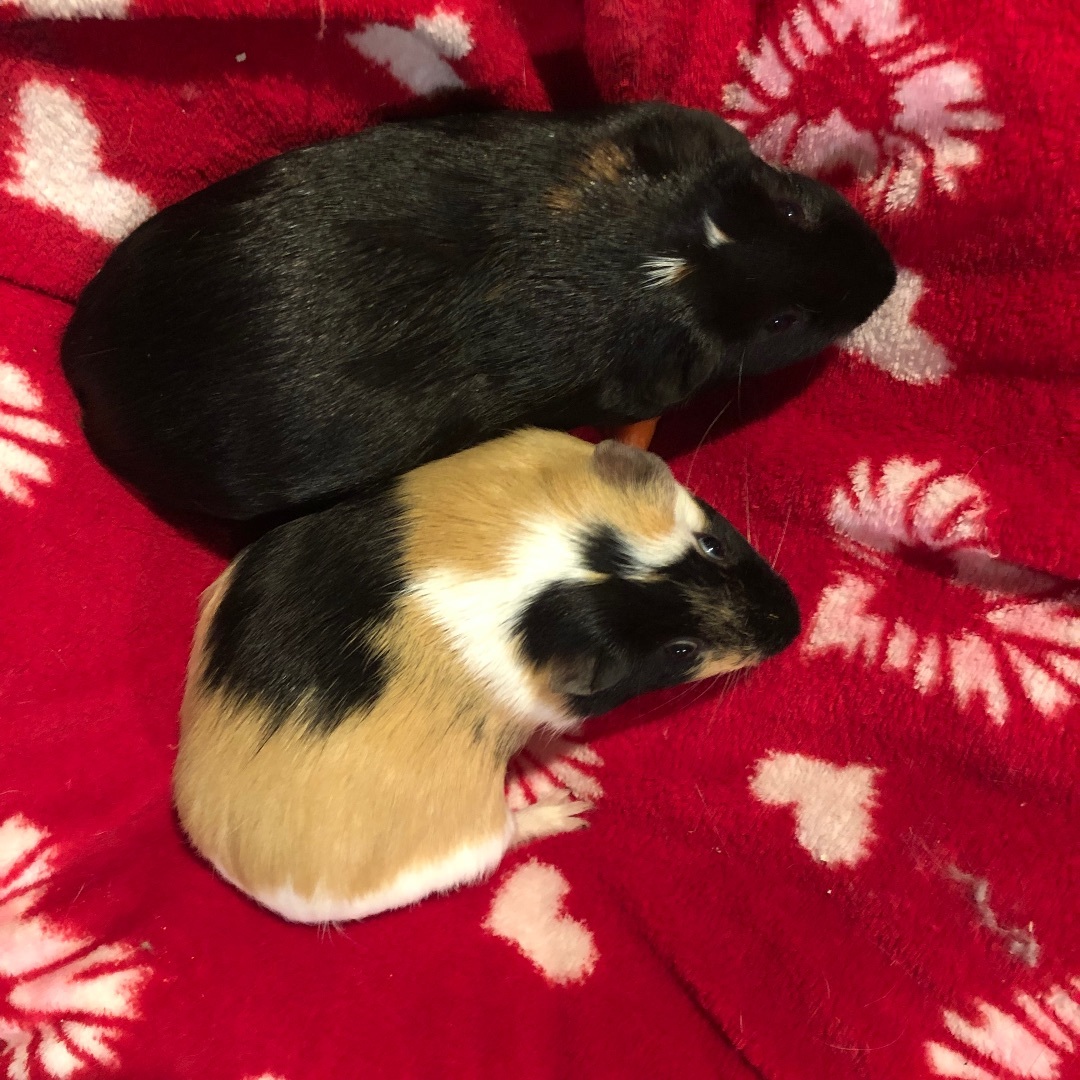 Enlarge Chip & Dale *Bonded Pair*, a Adoptable Guinea Pig in Puyallup, WA image 4/6