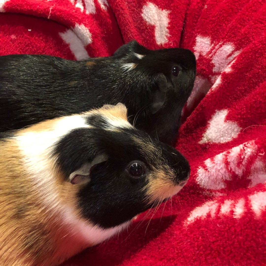 Enlarge Chip & Dale *Bonded Pair*, a Adoptable Guinea Pig in Puyallup, WA image 5/6