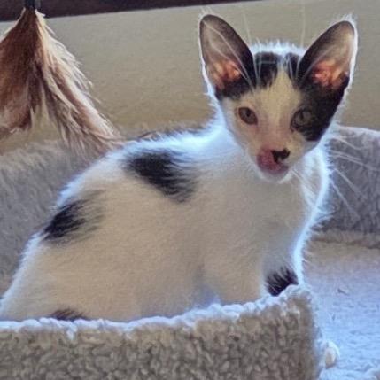 Groucho is at Petsmart GJ, Adoptable, Kitten Female Domestic Short Hair.