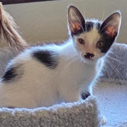 Enlarge Groucho is at Petsmart GJ, a Adoptable Domestic Short Hair in Cedaredge, CO image 2/3