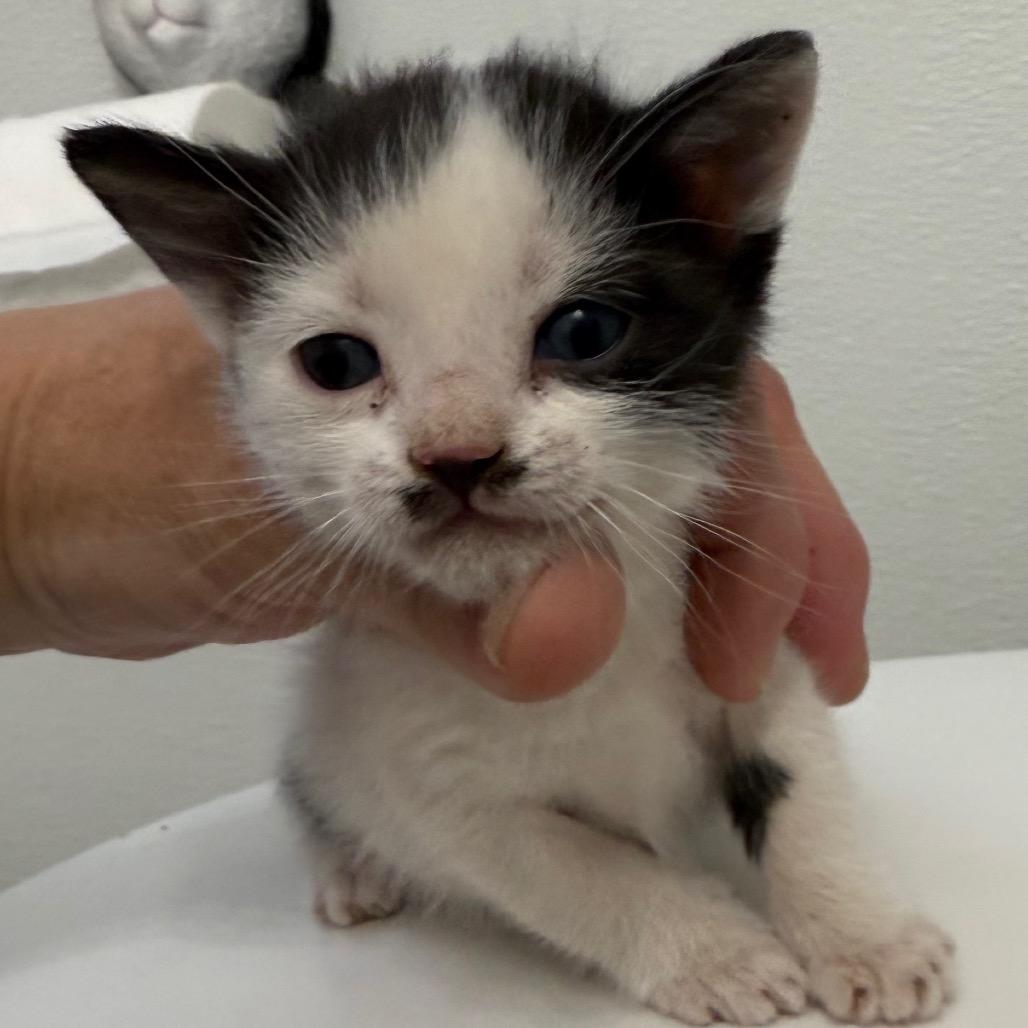 Groucho, Adoptable, Kitten Female Domestic Short Hair.