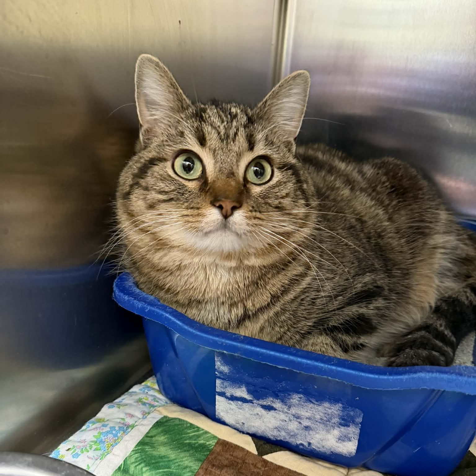 Tumbleweed, ADOPTABLE, Adult Male Domestic Short Hair.