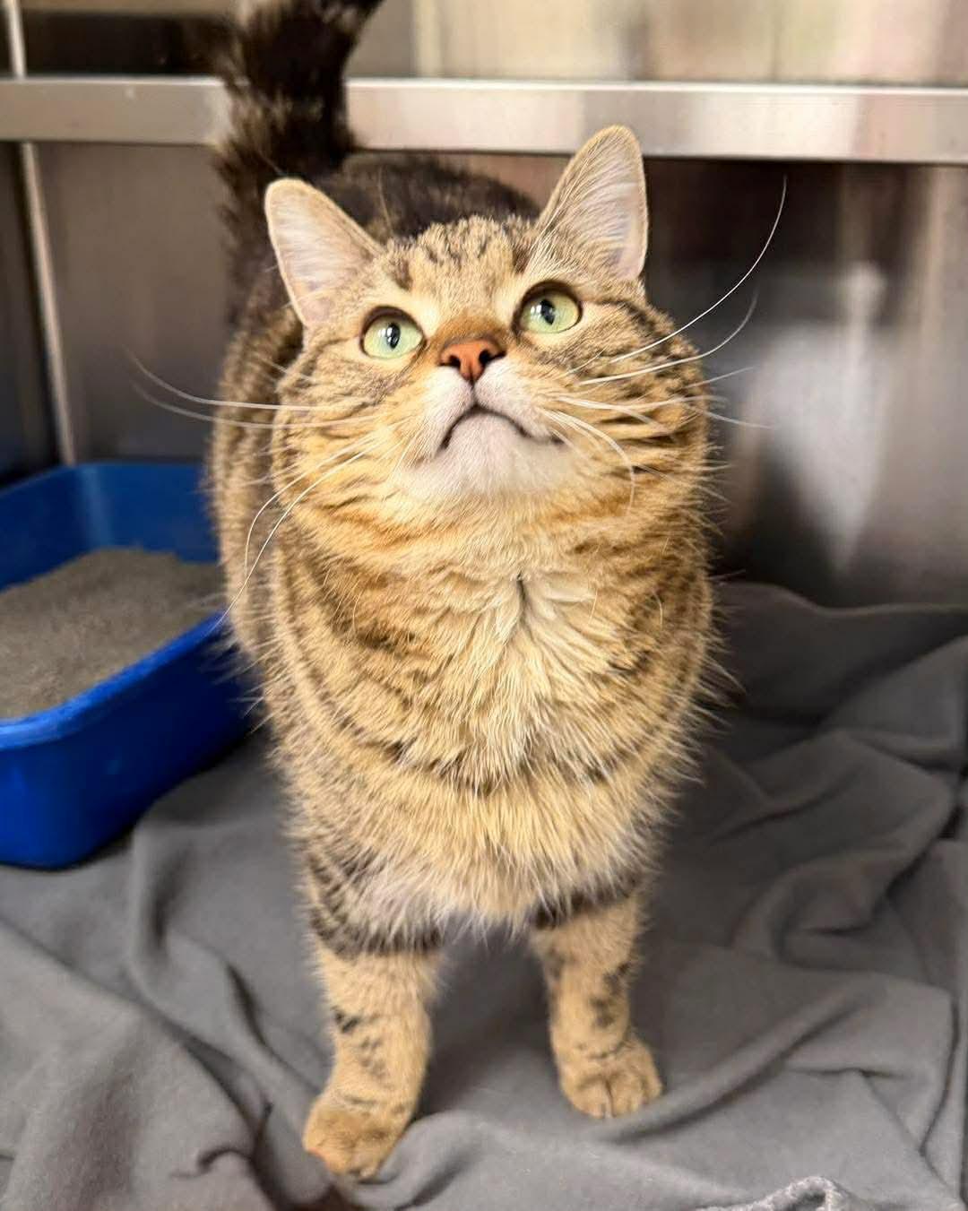 Enlarge Tumbleweed, an adoptable Domestic Short Hair in Martinsville, IN image 2/2