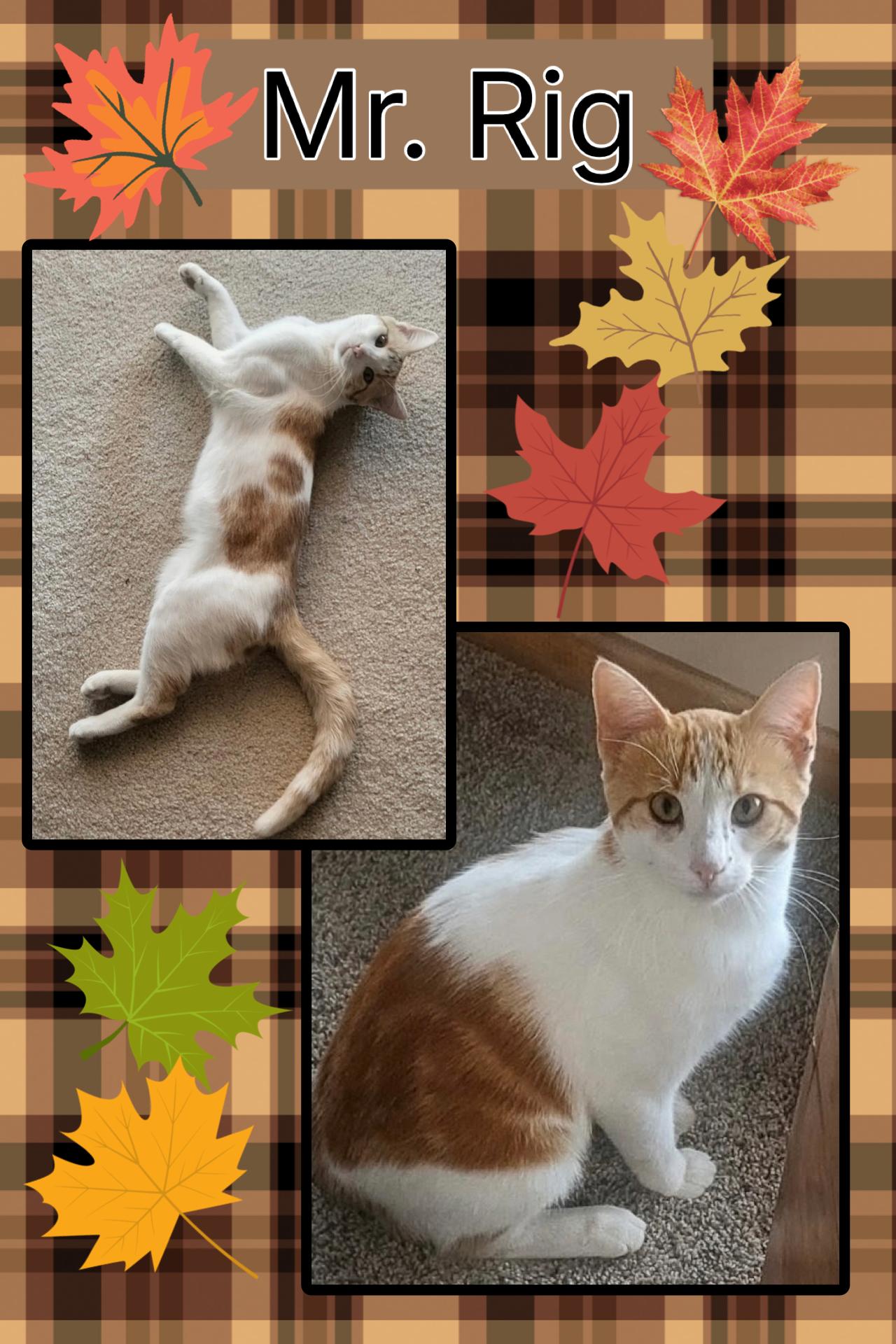 Enlarge Rig, a Adopted Domestic Short Hair in Kearney, NE image 1/1