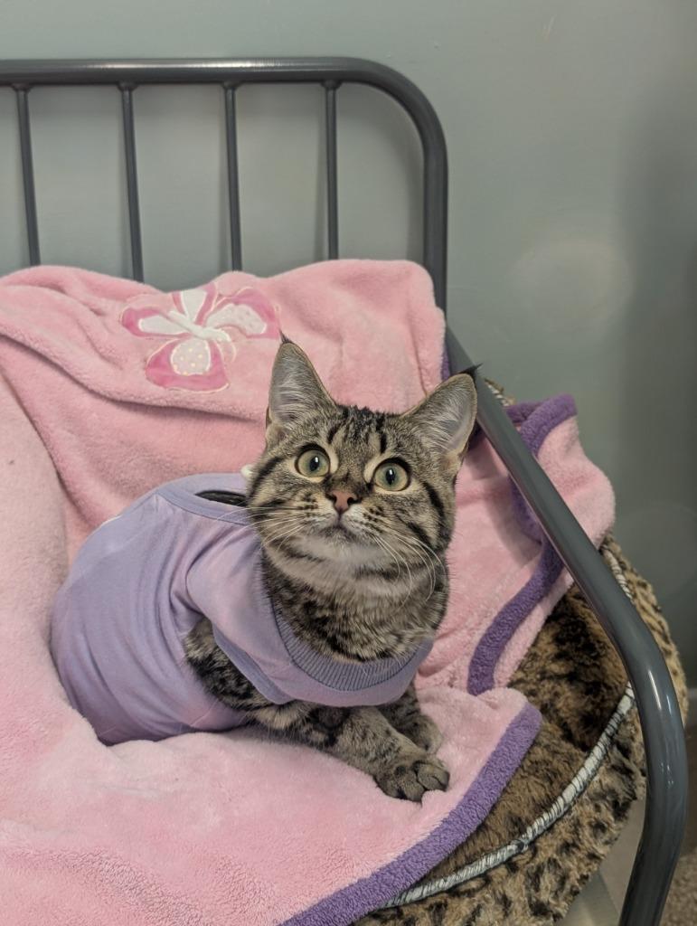 Porcupine Penny, Adoptable, Kitten Female Domestic Short Hair.