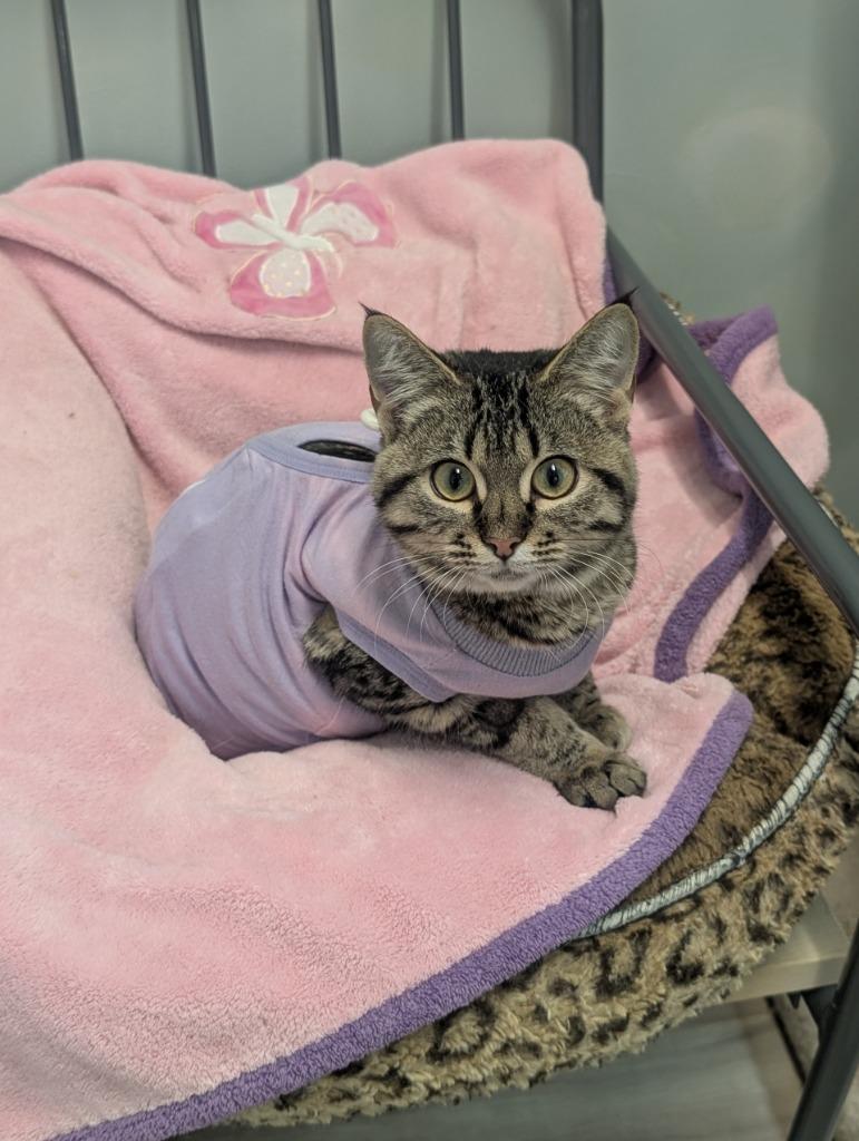 Enlarge Porcupine Penny, a Adoptable mixed breed in Winnipeg, MB image 2/3