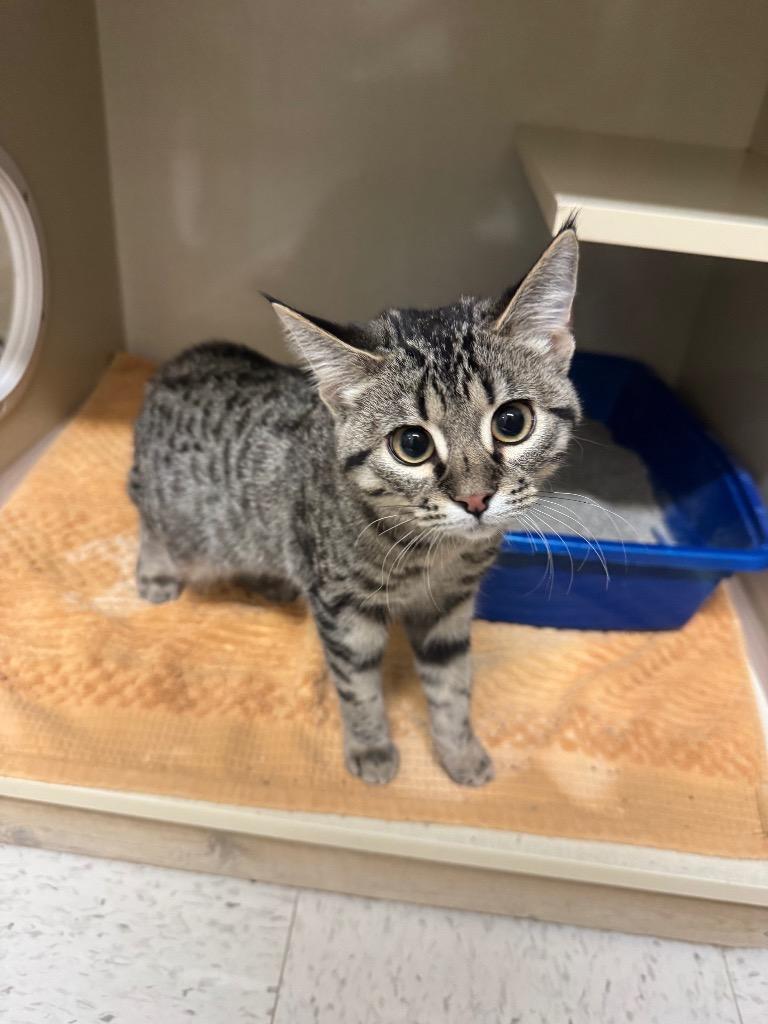 Enlarge Porcupine Penny, a Adoptable mixed breed in Winnipeg, MB image 3/3