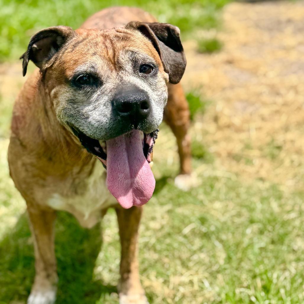 Chu Chu, Adoptable, Senior Female Boxer.