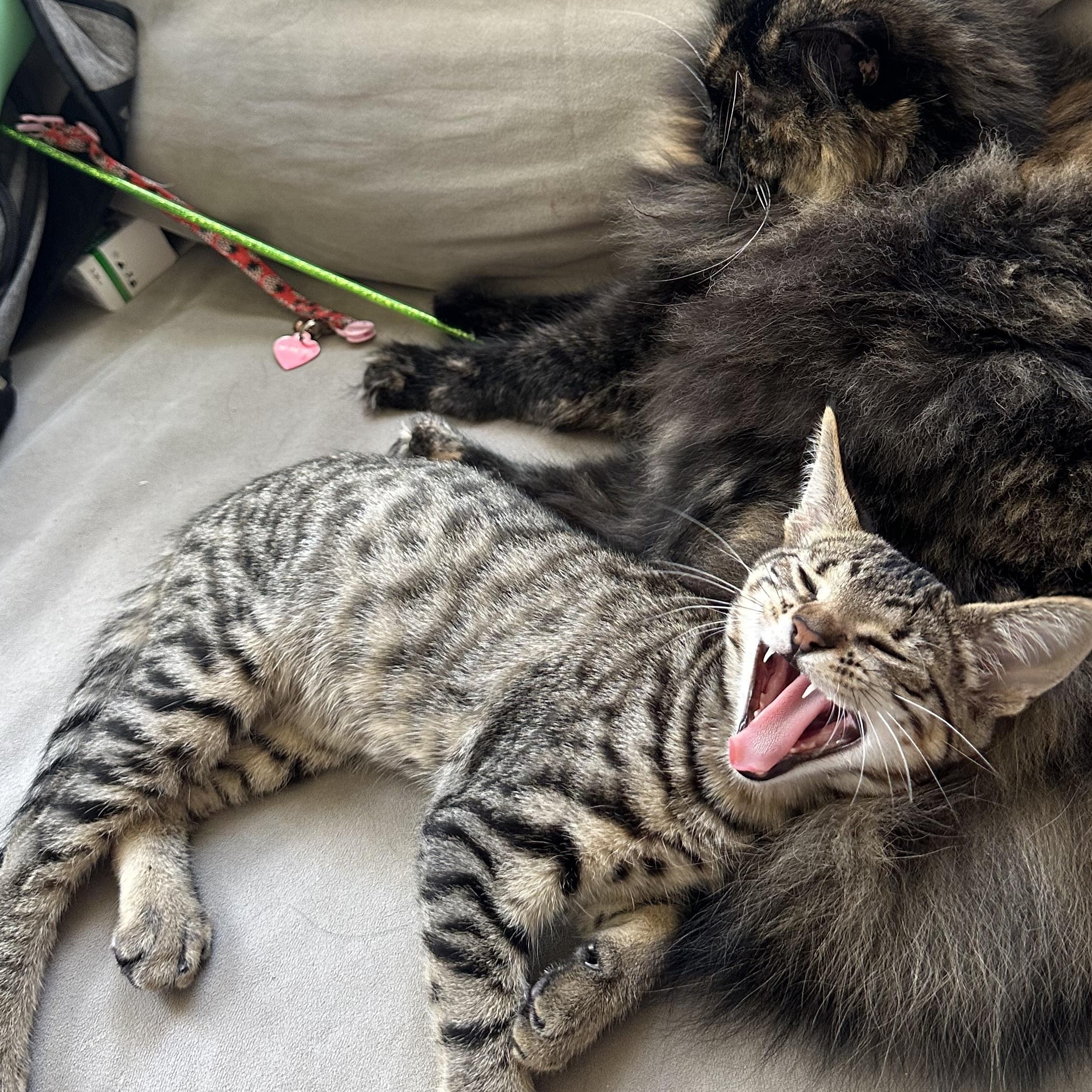 Leo, Adoptable, Young Male Tabby.