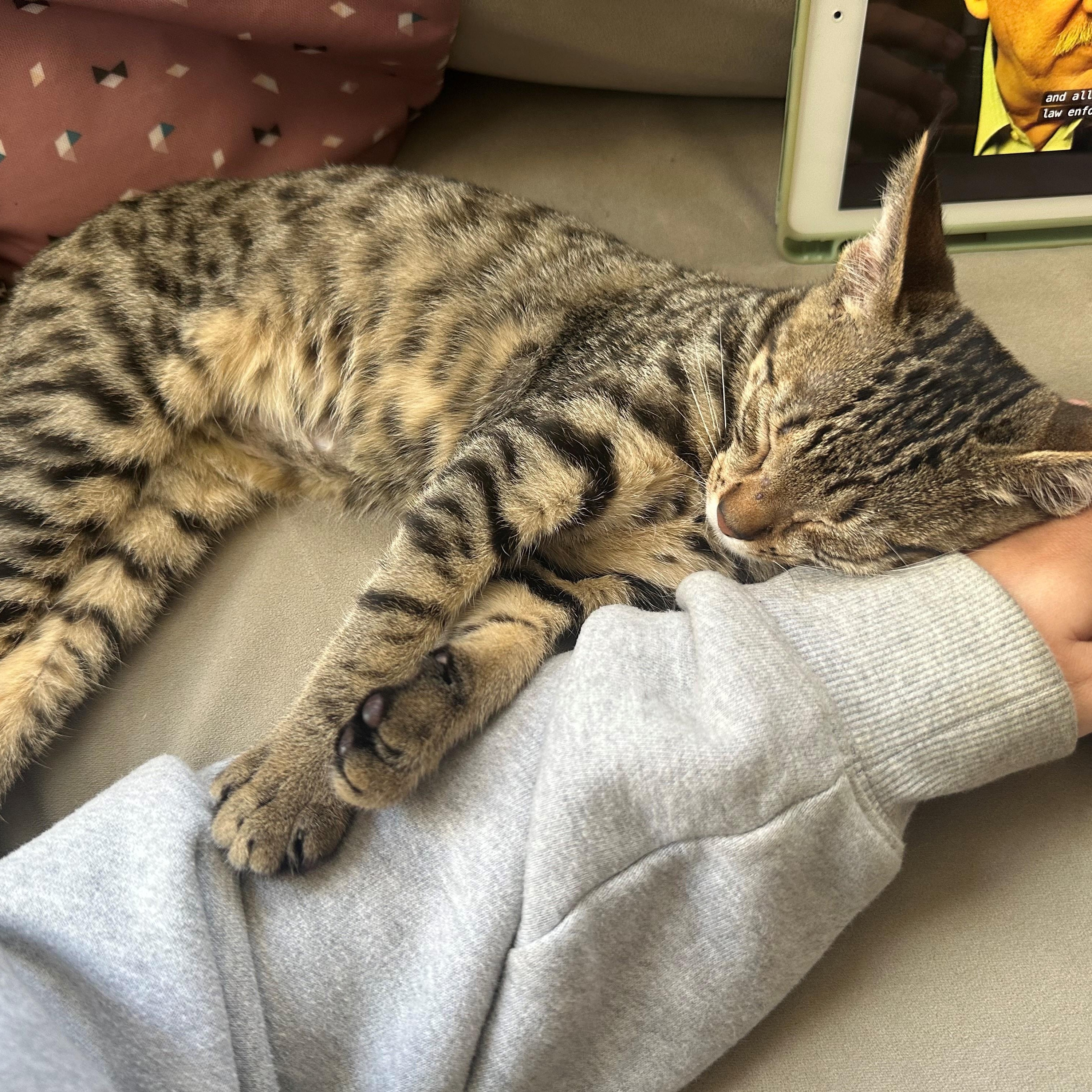 Leo, an adopted Tabby in Oakland, CA image 2/3