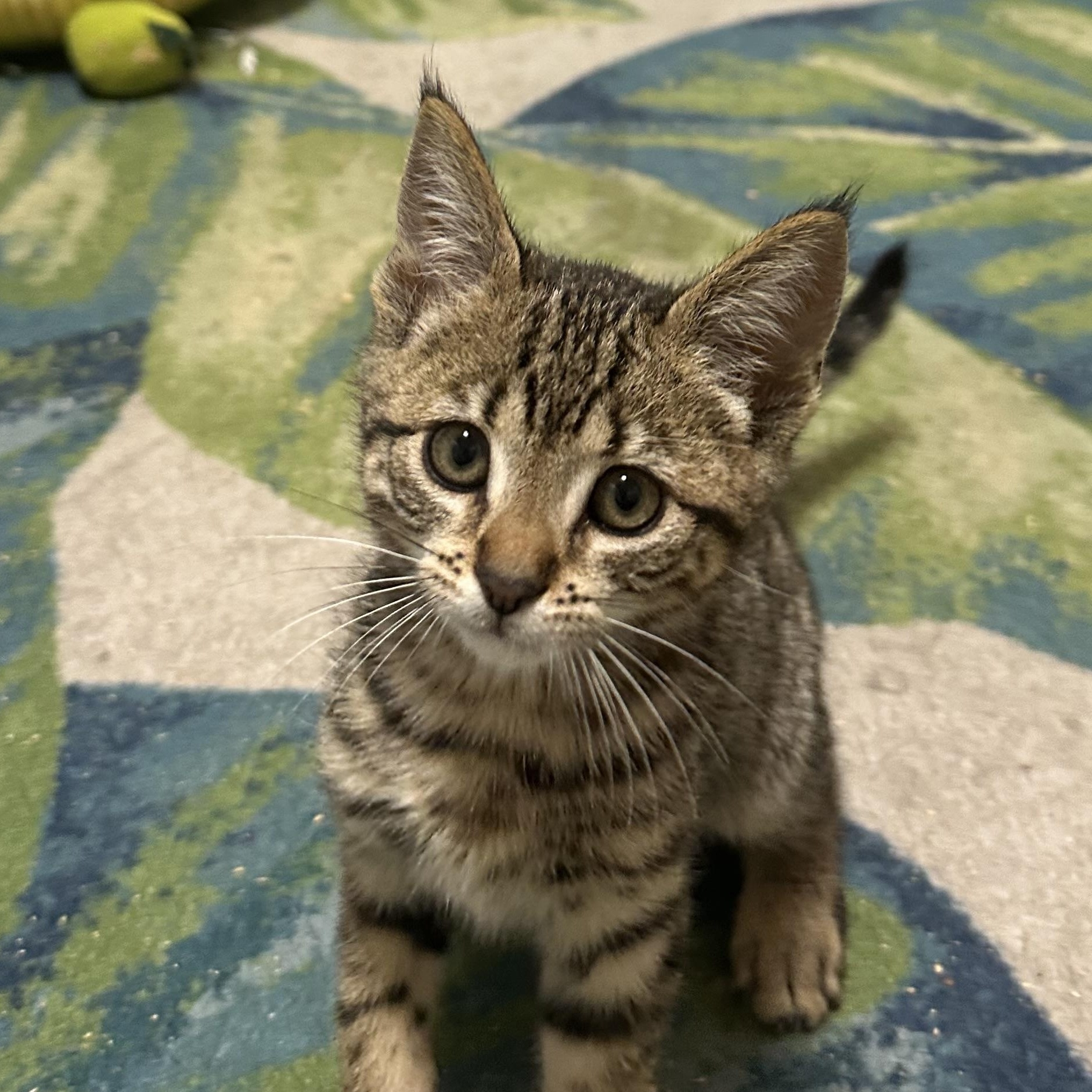 Leo, an adopted Tabby in Oakland, CA image 3/3