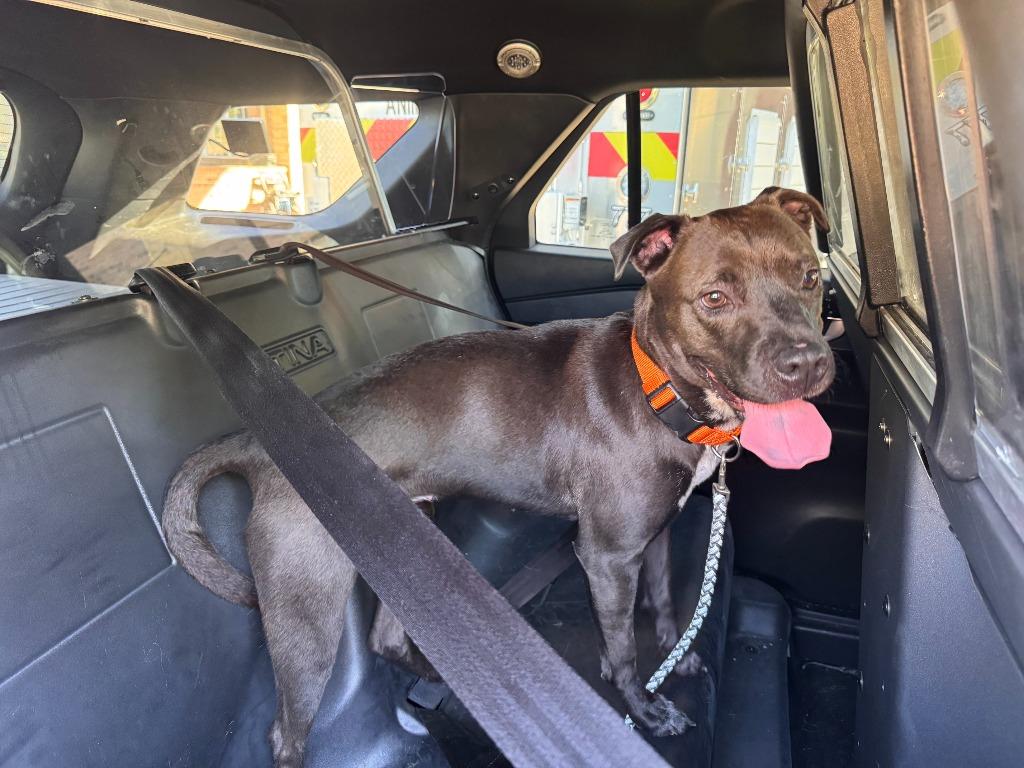 Enlarge Beautiful, a Adoptable mixed breed in Highland Village, TX image 1/1