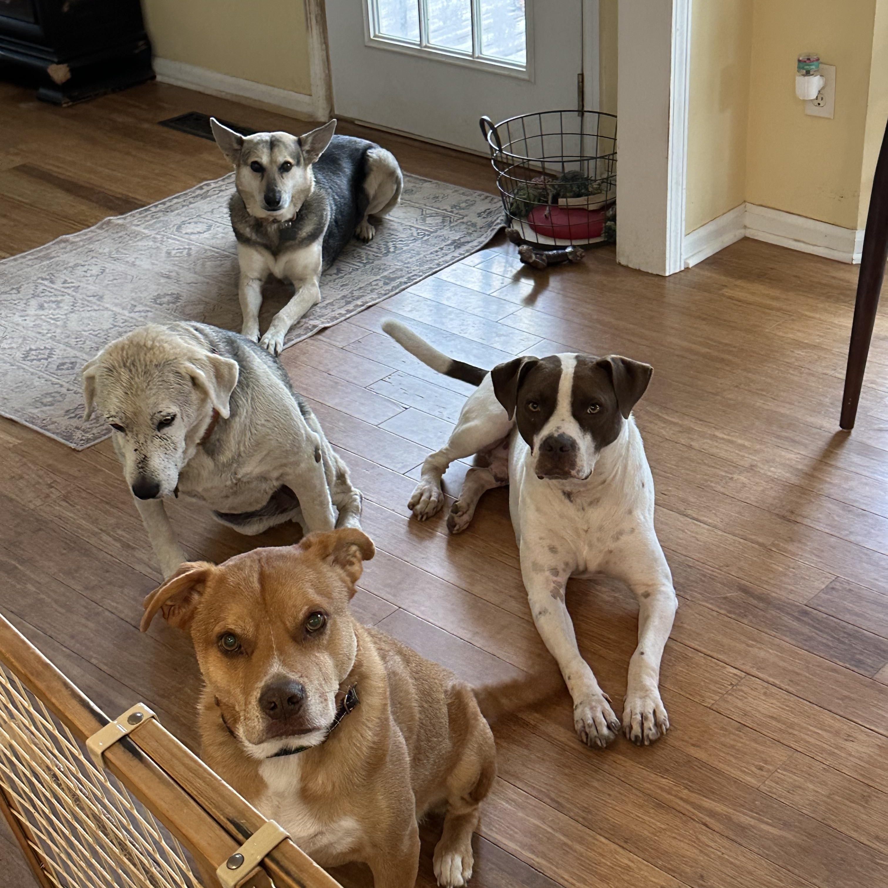 Charlie, an adopted mixed breed in Hagerstown, MD image 5/6