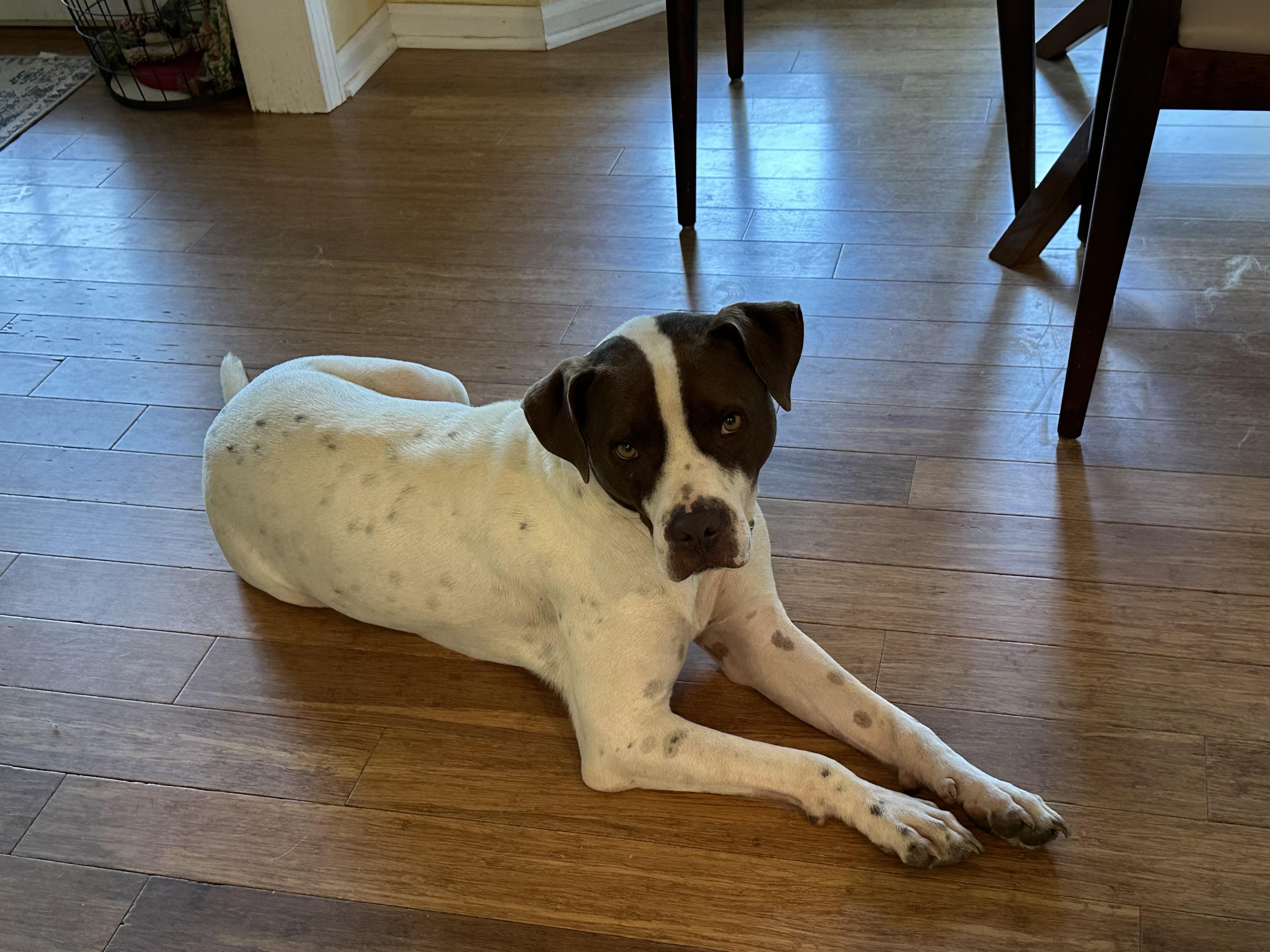 Charlie, an adopted mixed breed in Hagerstown, MD image 6/6