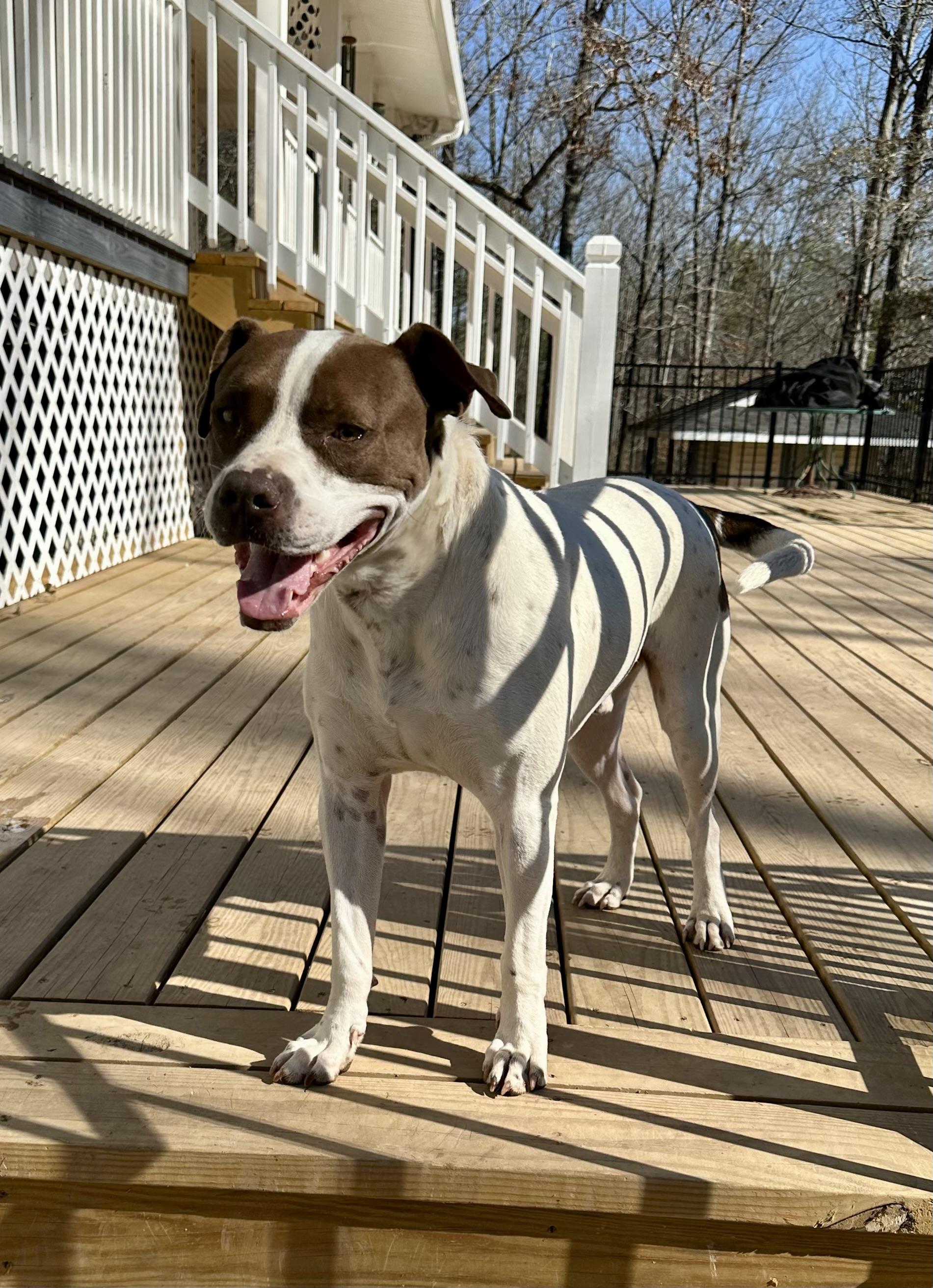 Charlie, an adopted mixed breed in Hagerstown, MD image 3/6