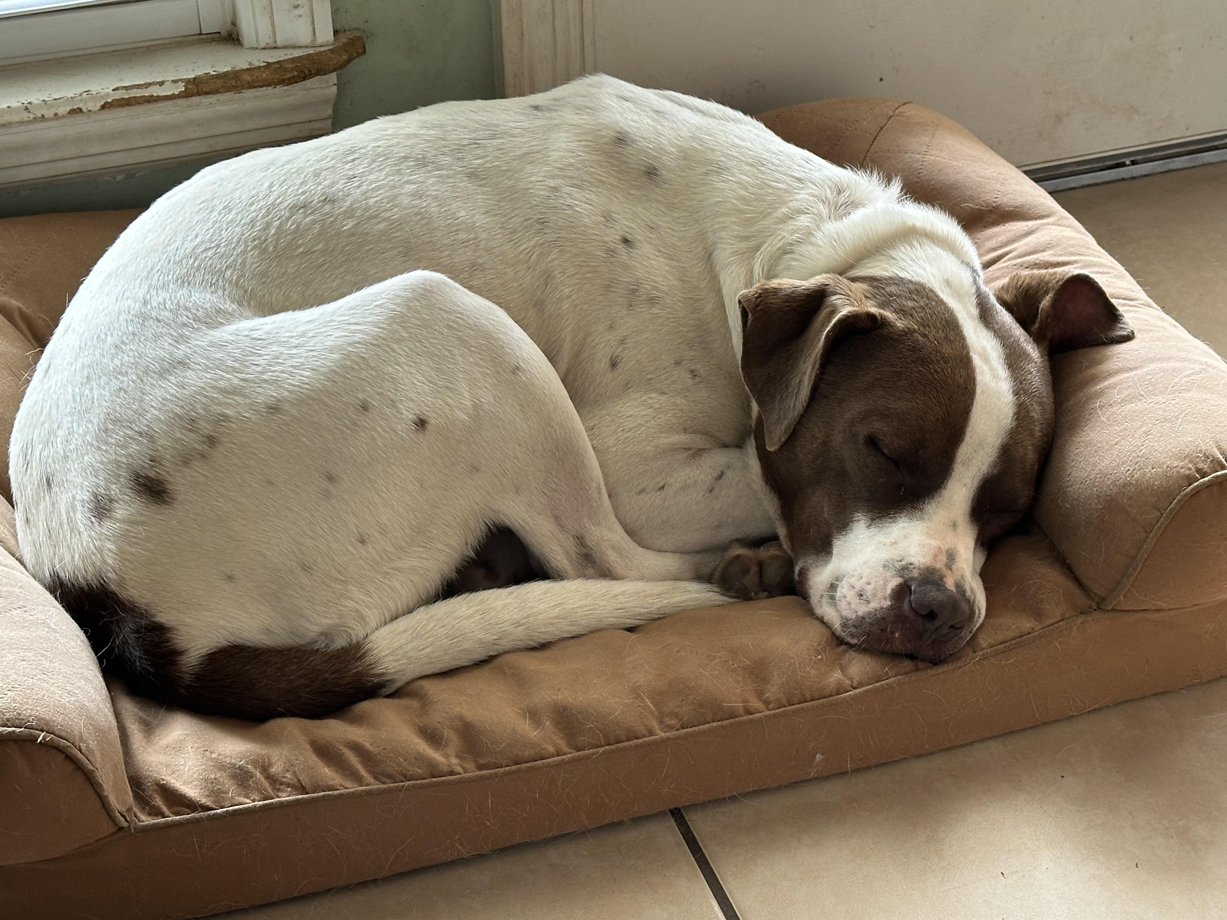 Charlie, an adopted mixed breed in Hagerstown, MD image 4/6