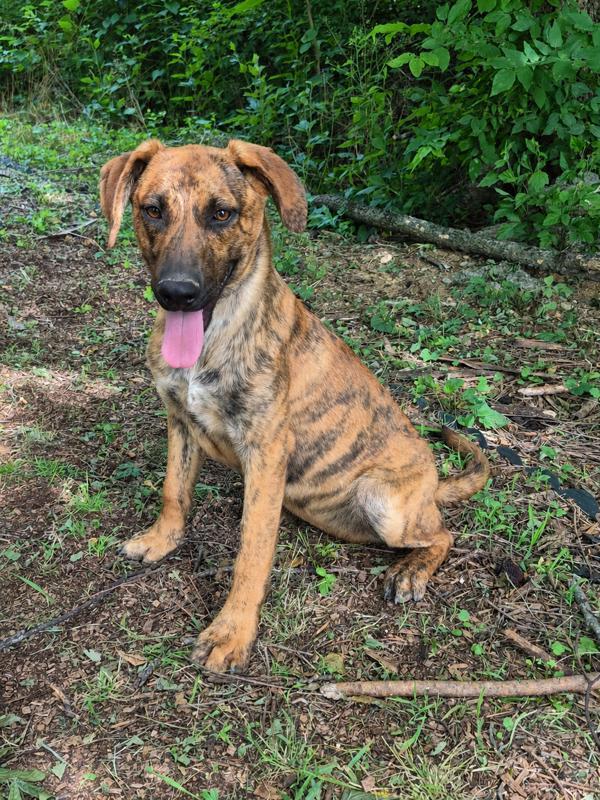 Razor, Adoptable, Young Male Mountain Cur.