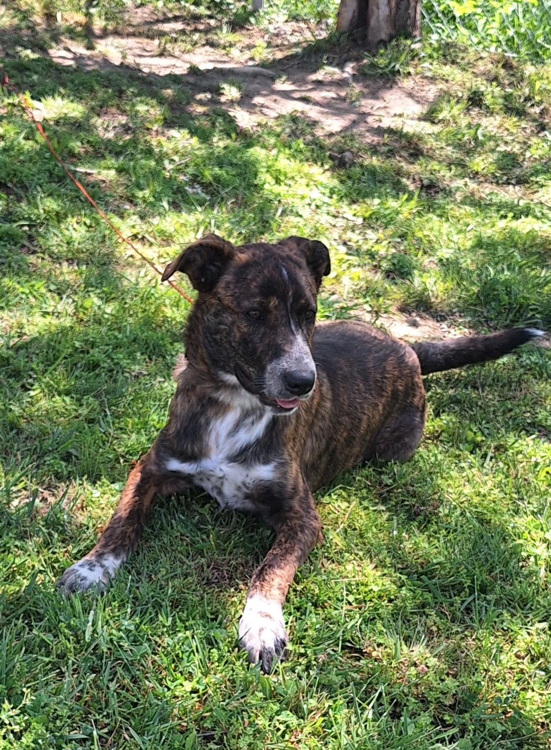 Enlarge Eldon, a ADOPTABLE mixed breed in Stanton, KY image 5/6