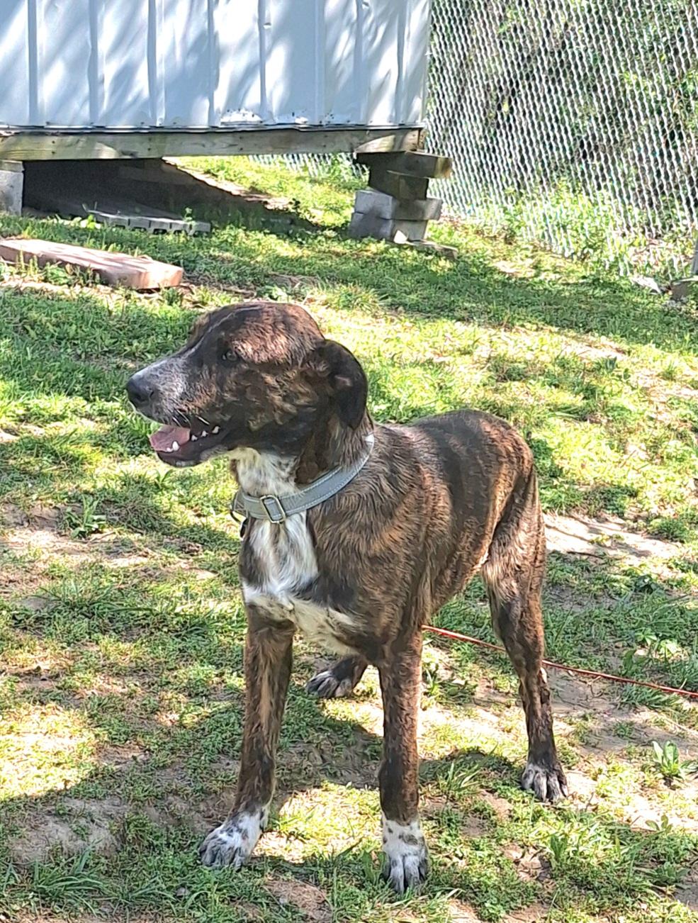 Enlarge Eldon, a ADOPTABLE mixed breed in Stanton, KY image 3/6