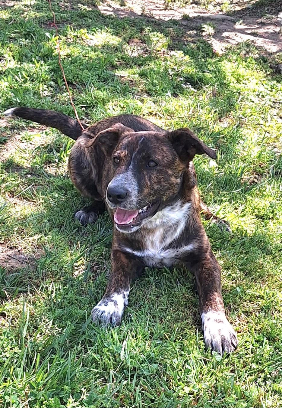 Enlarge Eldon, a ADOPTABLE mixed breed in Stanton, KY image 2/6