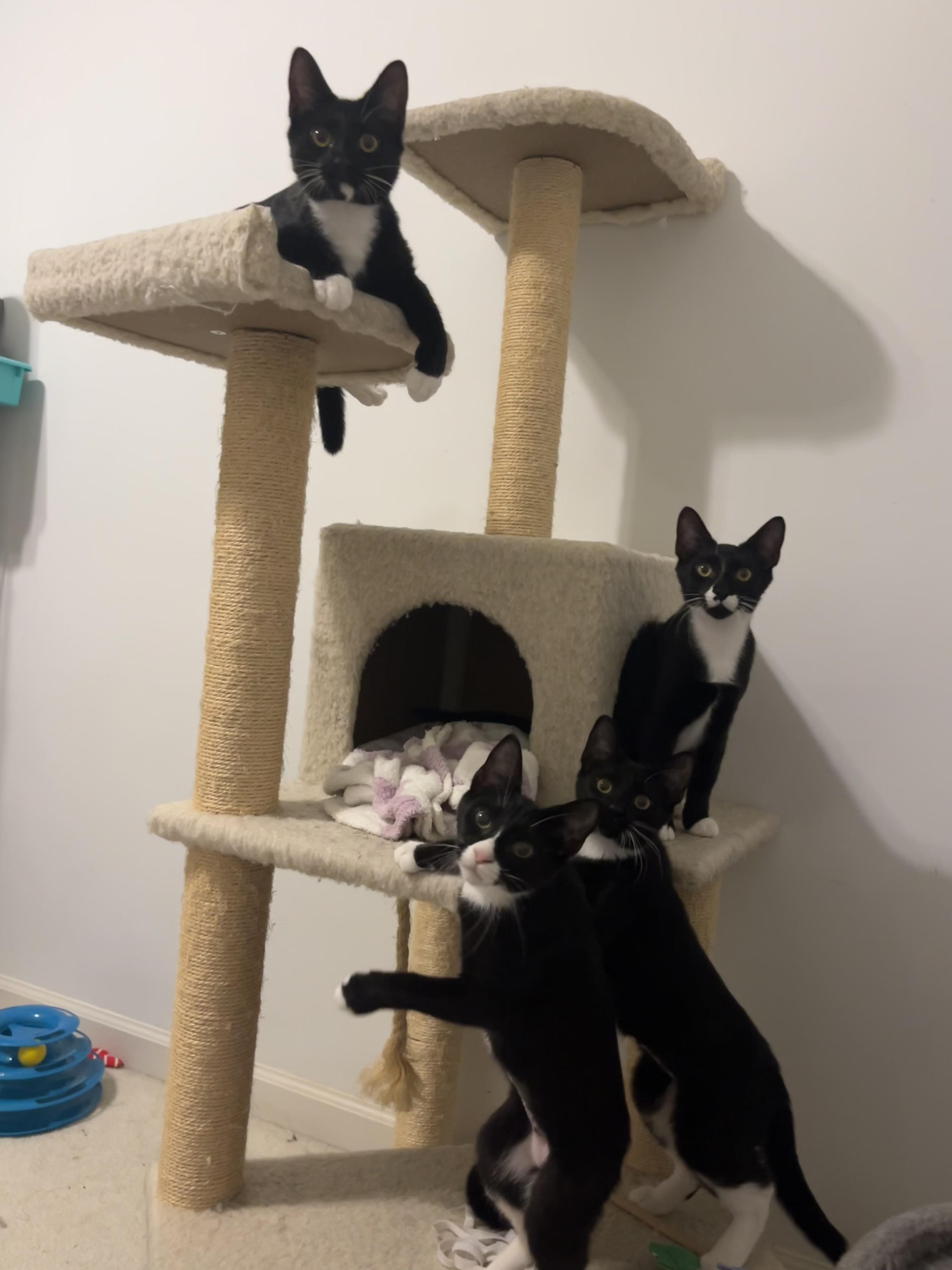 Enlarge Emily, an adopted mixed breed in Duluth, GA image 3/3