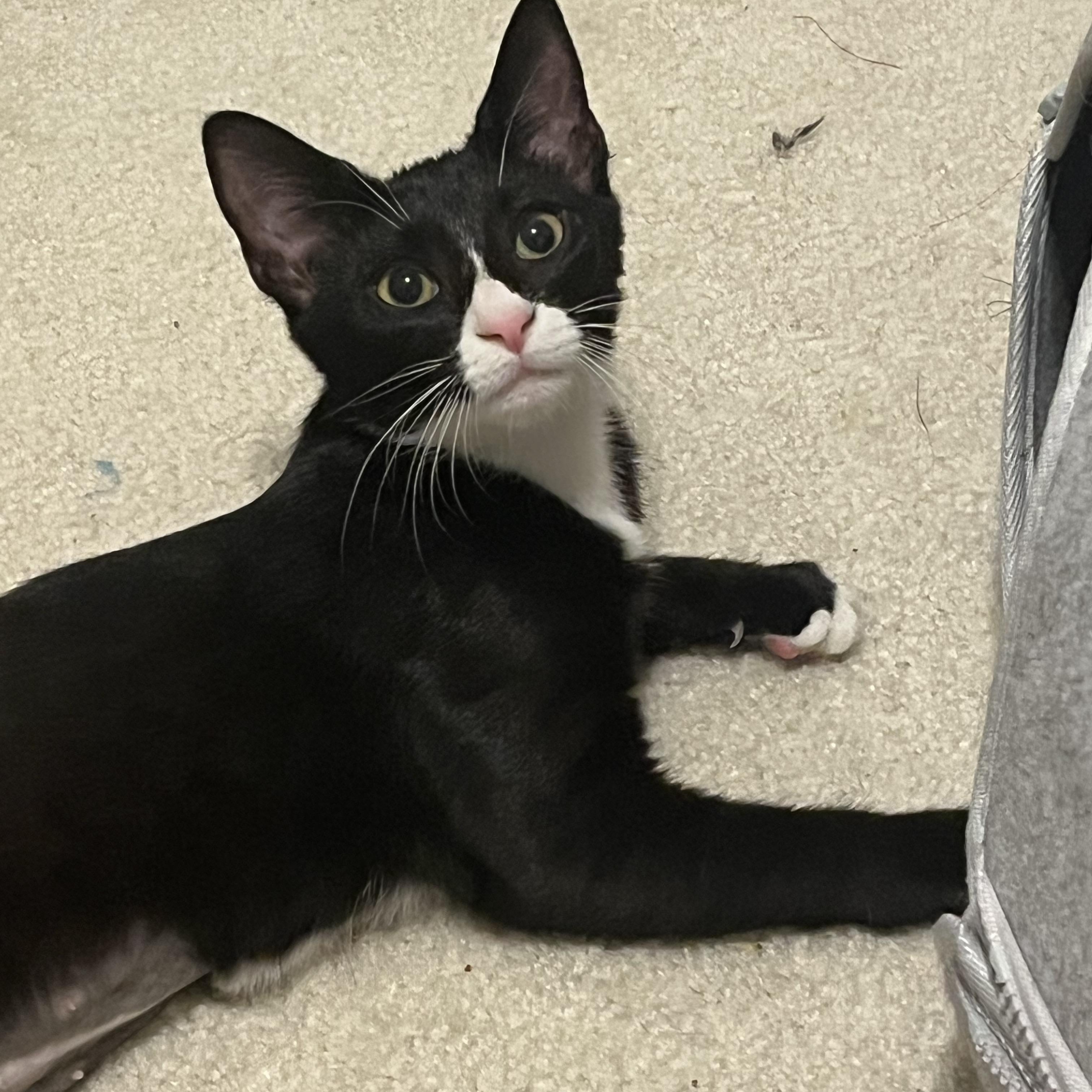 Enlarge Emily, an adopted mixed breed in Duluth, GA image 2/3