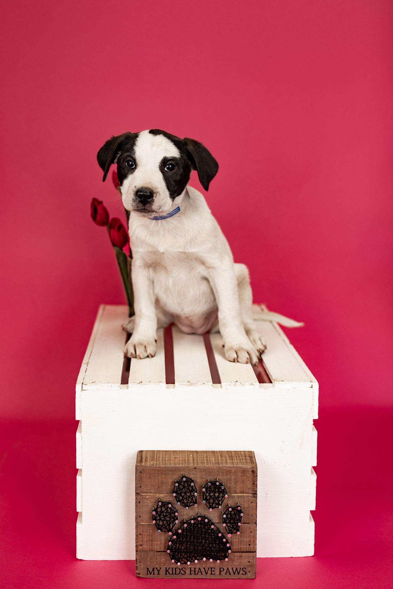 Enlarge 271-26, a ADOPTABLE mixed breed in Brighton, CO image 1/1