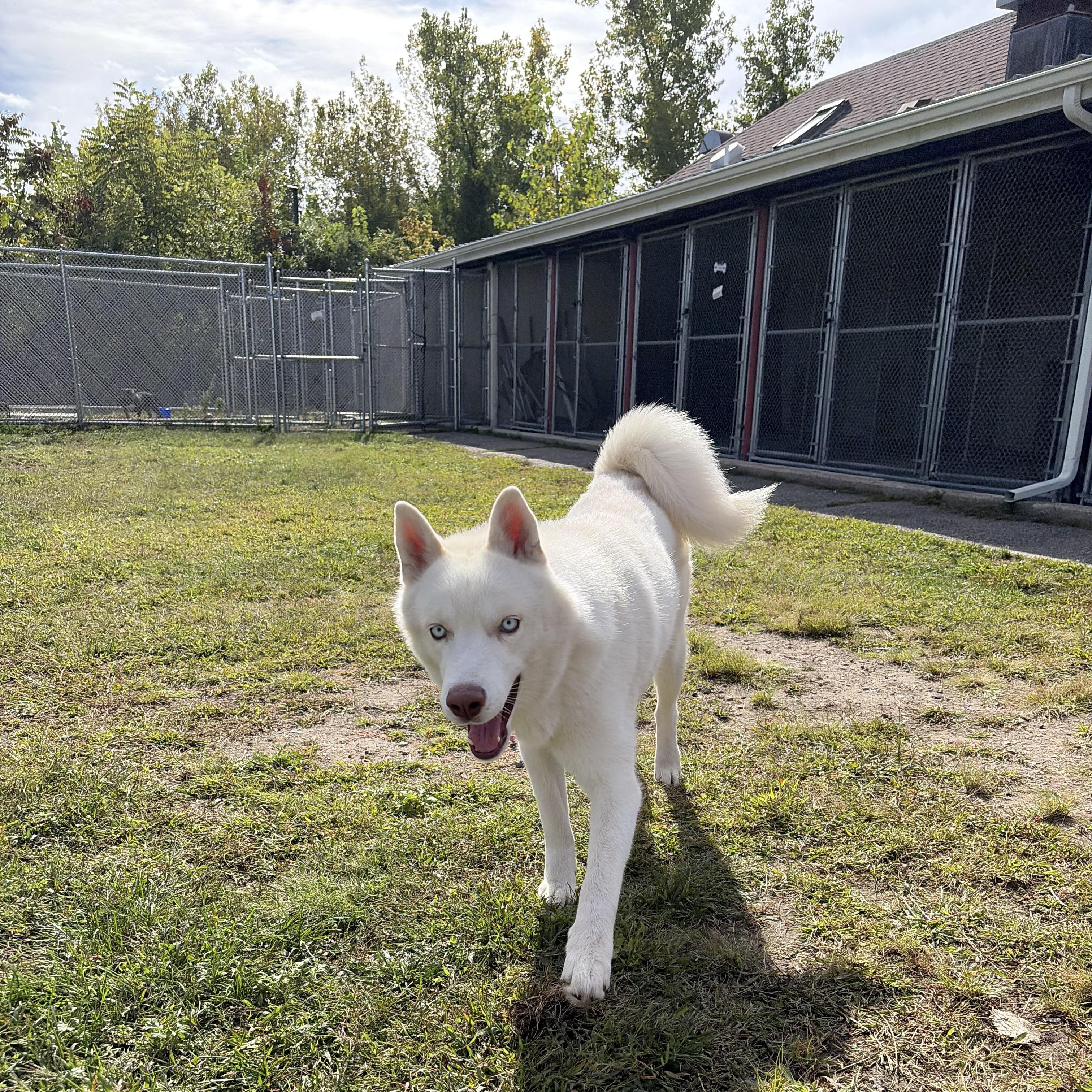 Enlarge Casper, a Adopted Husky in Cranston, RI image 1/2