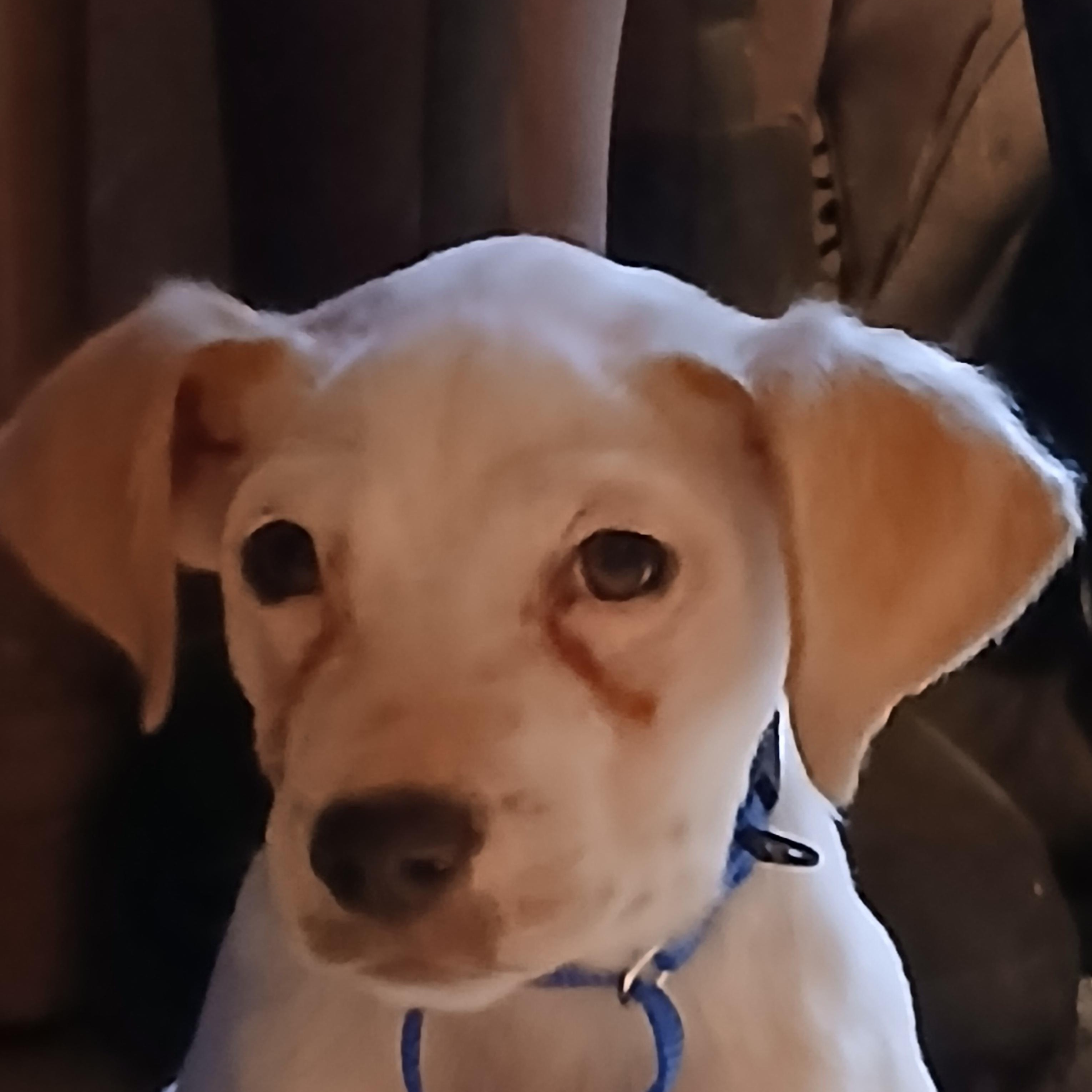 Jalapeño , a ADOPTABLE mixed breed in Lexington, KY image 4/5