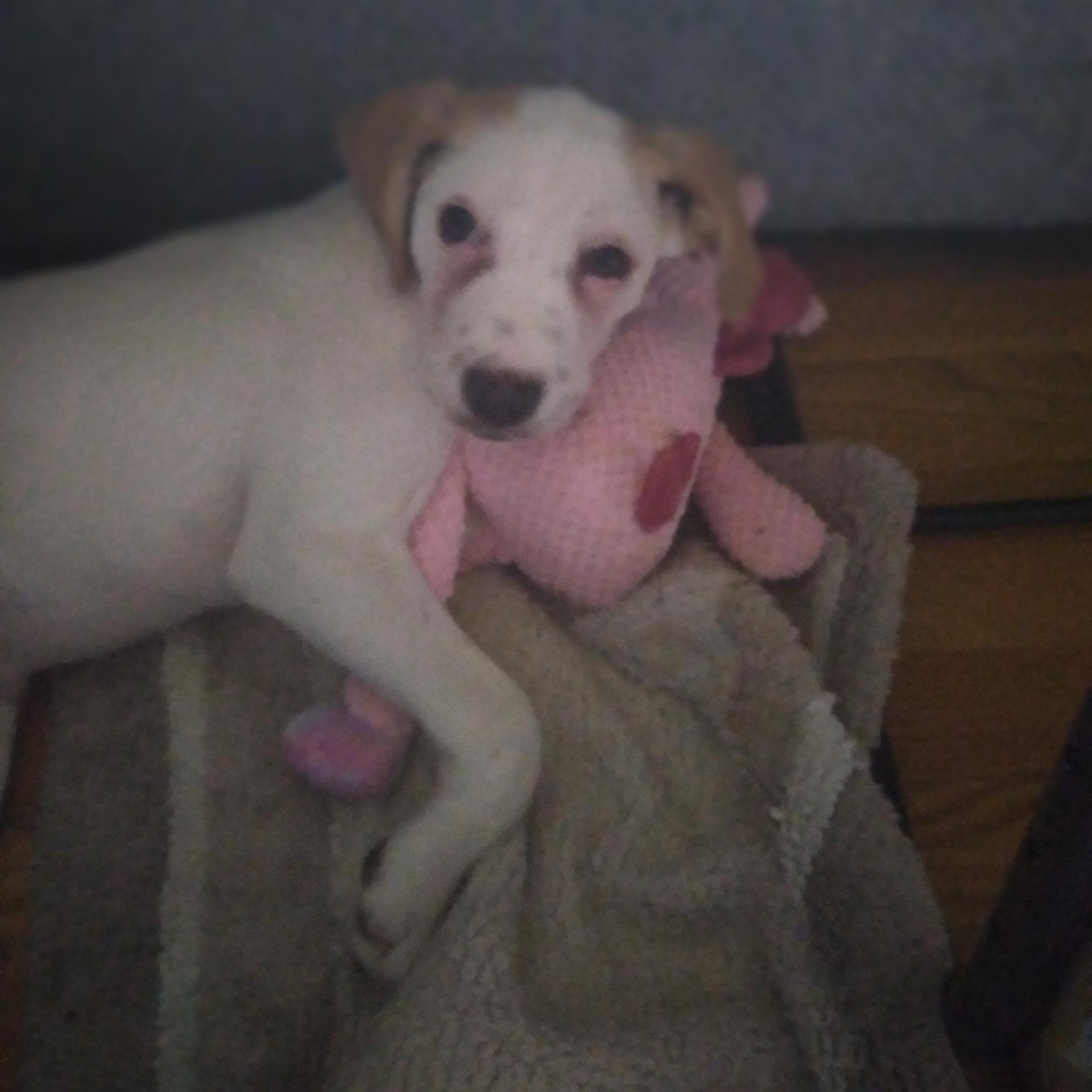 Enlarge Jalapeño , a ADOPTABLE mixed breed in Lexington, KY image 5/6