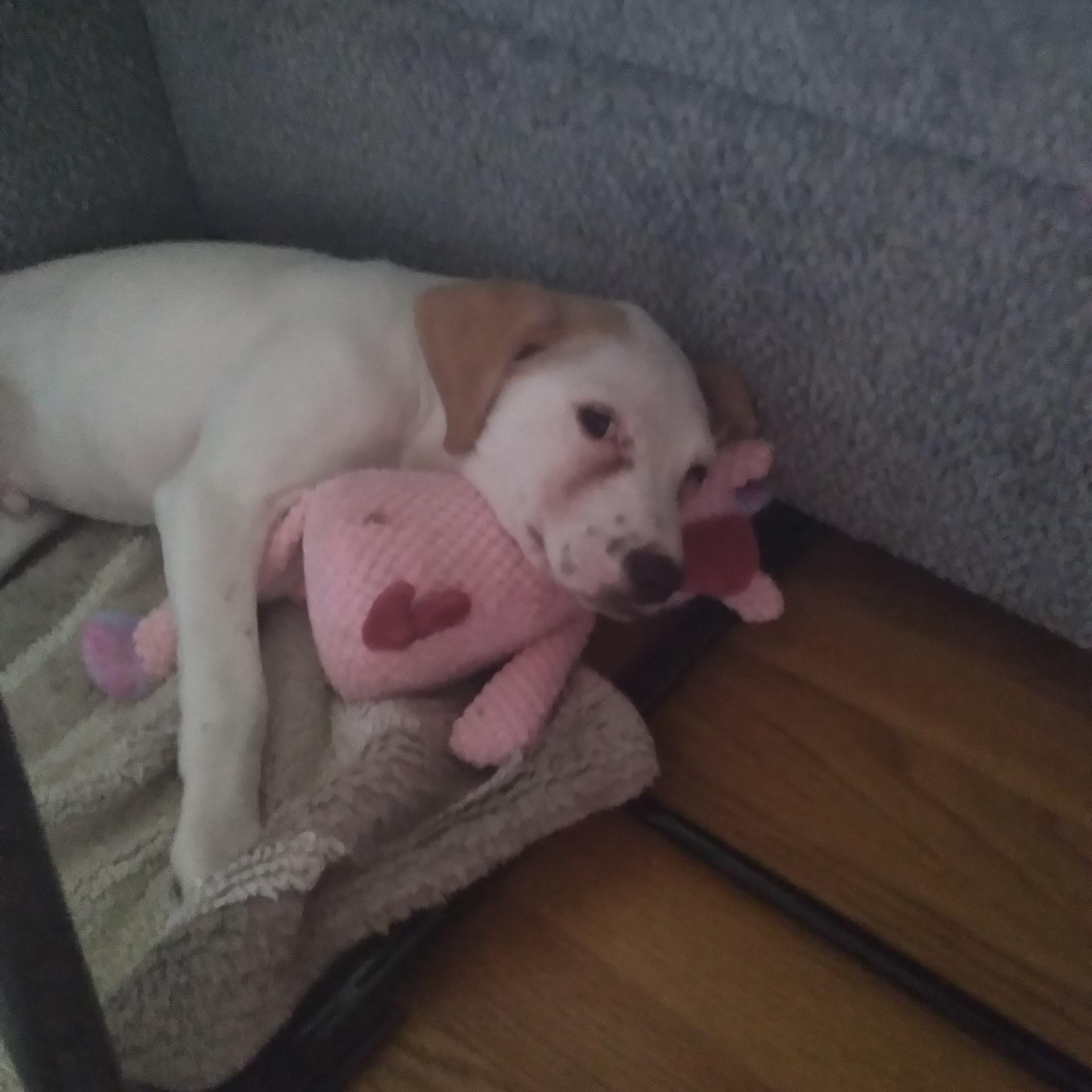 Enlarge Jalapeño , a ADOPTABLE mixed breed in Lexington, KY image 6/6