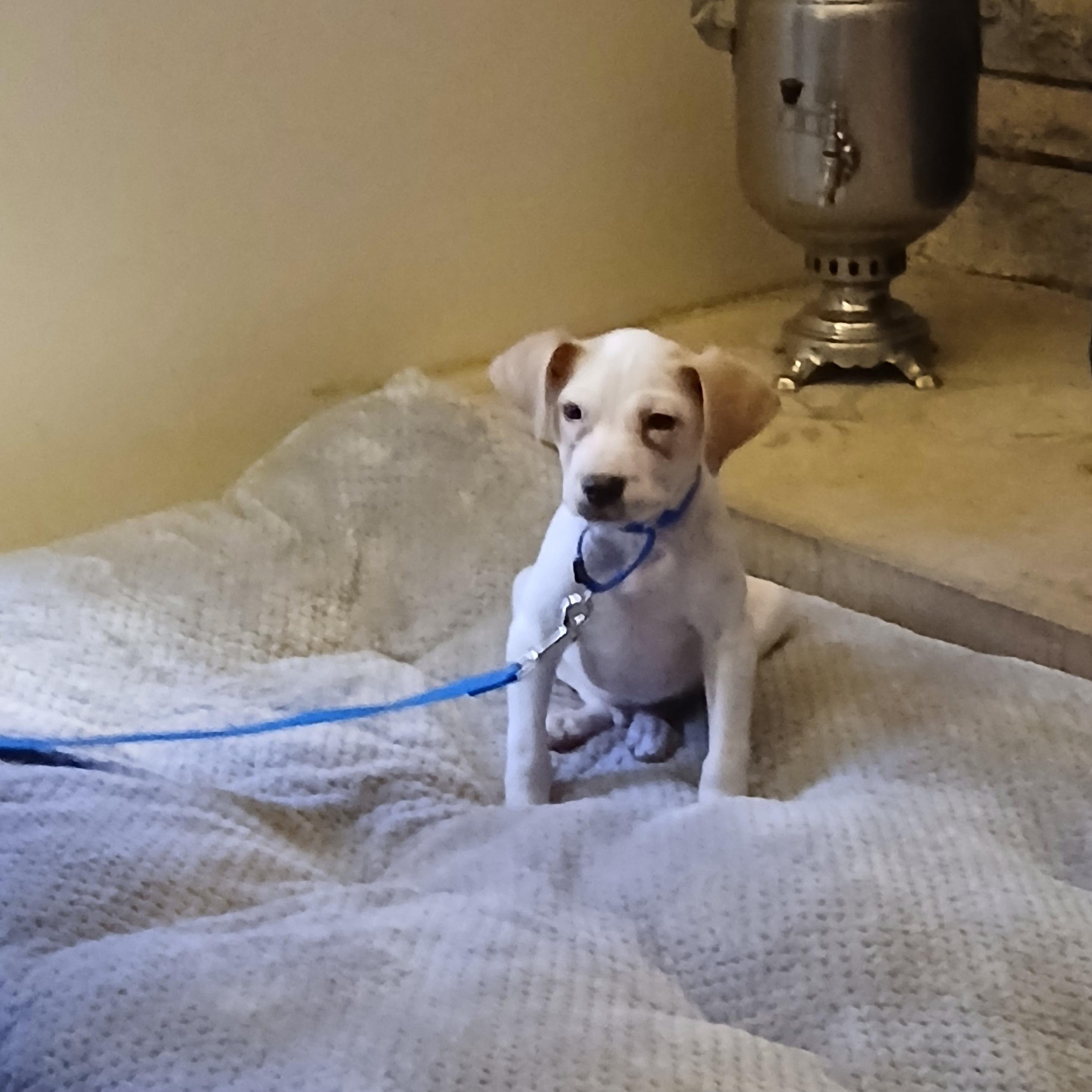 Jalapeño , a ADOPTABLE mixed breed in Lexington, KY image 5/5