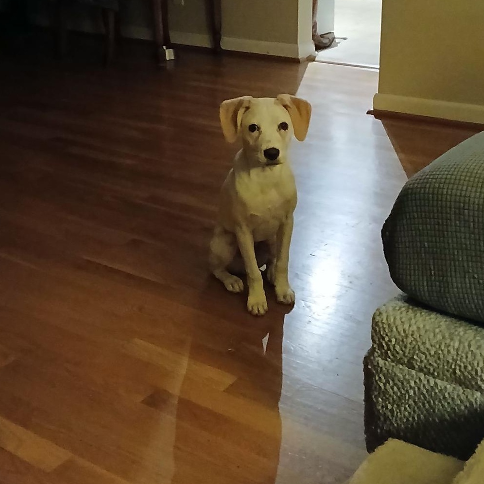 Enlarge Jalapeño , a ADOPTABLE mixed breed in Lexington, KY image 2/6